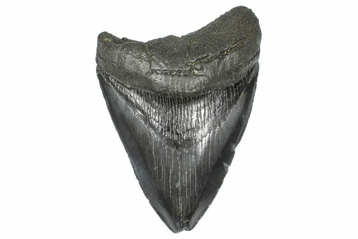 Serrated, Fossil Megalodon Tooth - South Carolina #367975